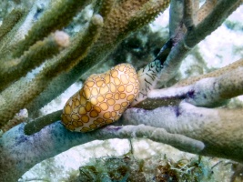 Flamingo Tongue IMG 7033